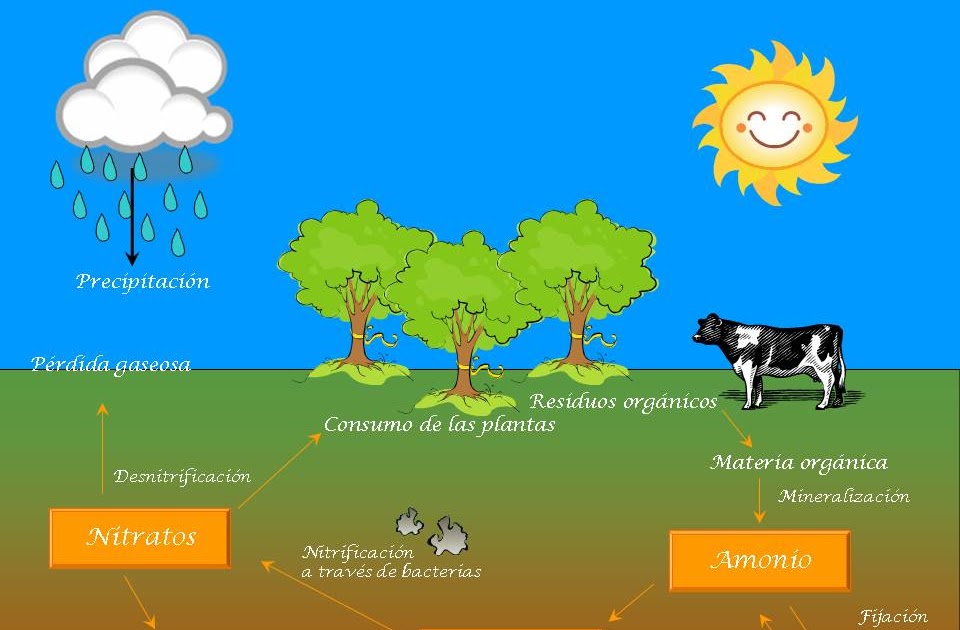 CICLOS DE LA NATURALEZA CICLO DEL NITRÓGENO CICLOS DE LA NATURALEZA CICLO DEL NITRÓGENO