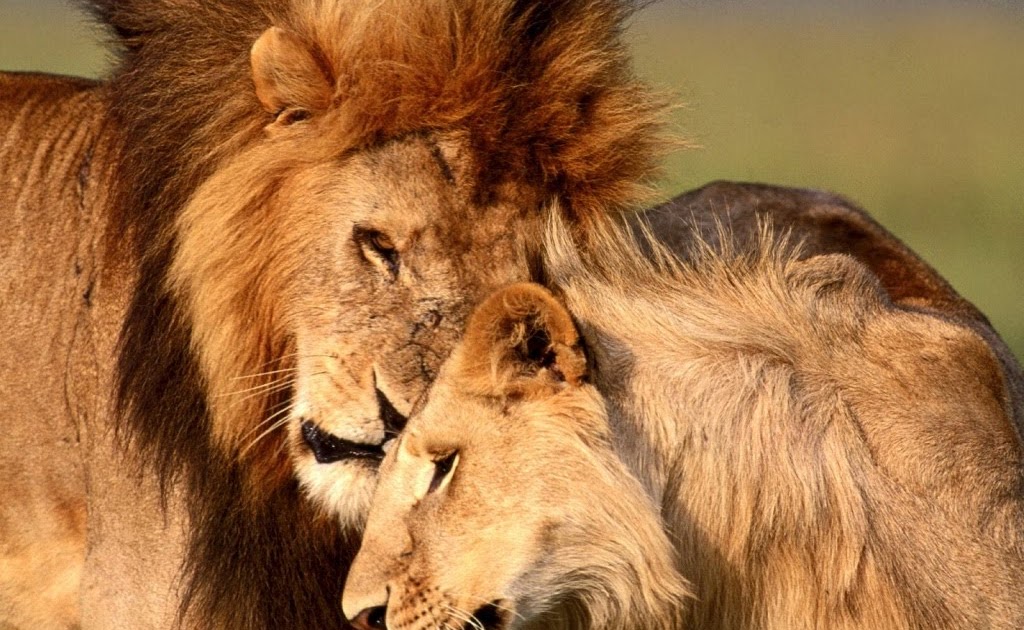 лев любимые цвета. влюбленные львы. лев любимые цвета. влюбленные животные. лев и львица.