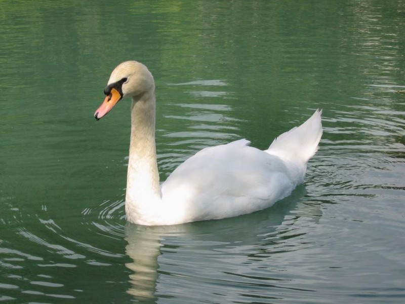 wallpaperbestsize White Duck wallpaper