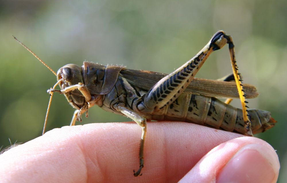 [grasshopper+cleaning+antenna.jpg]