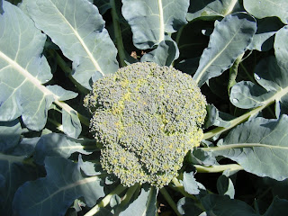 Head of broccoli