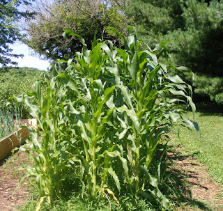 A Patch of Sweet Corn