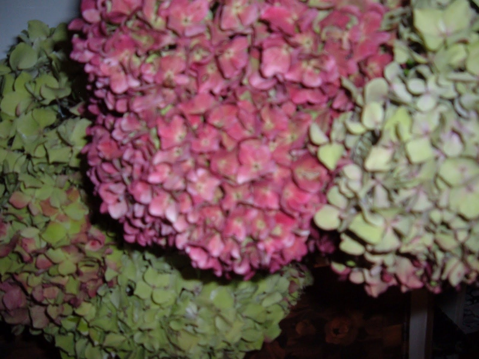 [DSCF0774.JPG]