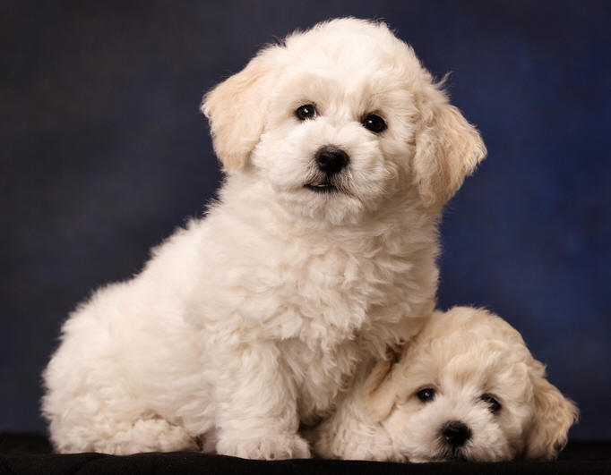 Helpful Guides on How to Groom a Bichon Frise Helpful Guides on Bichon