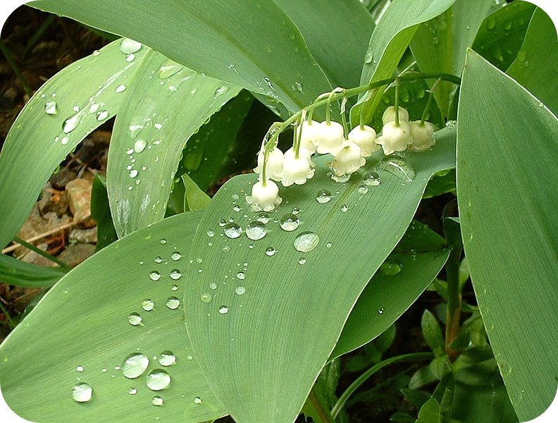 [792px-Lily_of_the_valley.jpg]