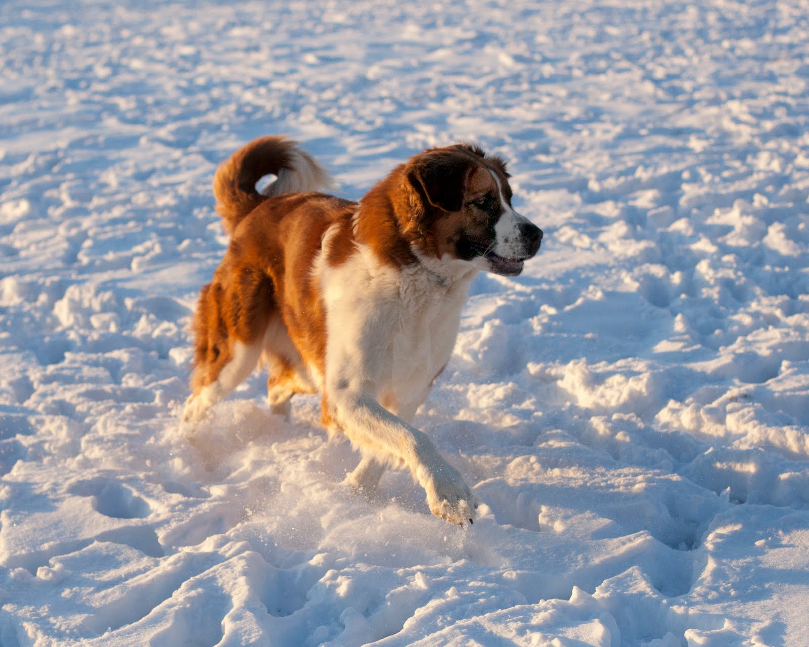 THREE DOGS ANIMAL SANCTUARY Snow Dogs