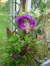 Cobaea Scandens