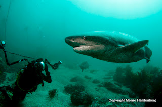 Shark Explorers: Seven gill sharks in numbers