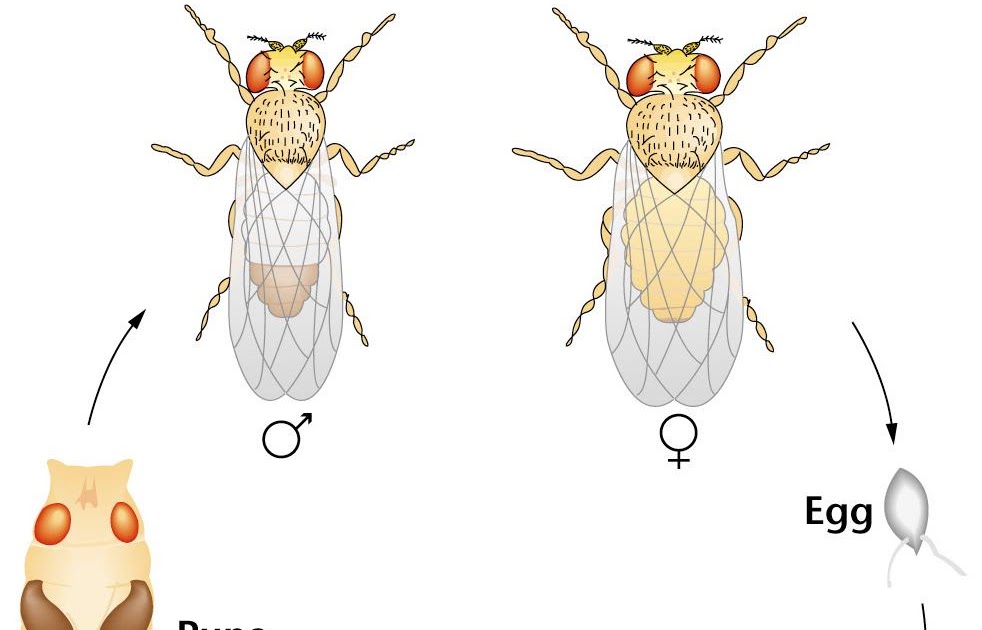 жизнь дрозофилы. дрозофилы мушки цикл развития. Drosophila melanogaster жизненный цикл. жизнь дрозофилы. строение личинки дрозофилы.