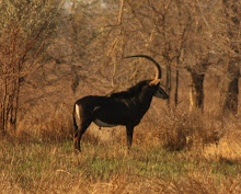 Antílope sable