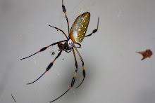 Araña hilo de oro