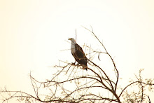 Águila pescadora