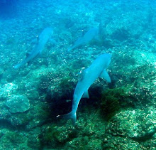 Tiburón Puntas blancas