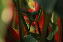 Colibrí