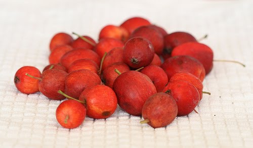 [CrabApplesNAMINAMI.jpg]