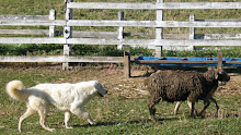 Zsófia do Refúgio...Agropecuária Estrela da Serra em Tremembé/SP