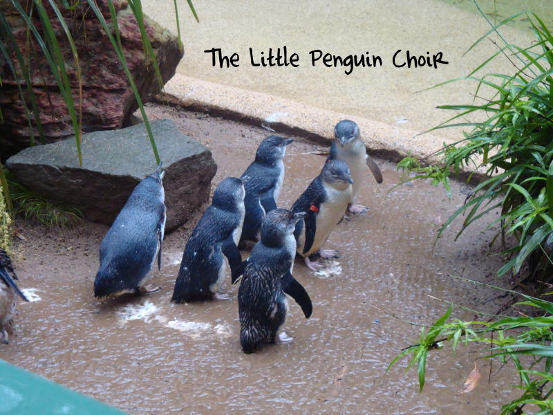 [day3b-Penguin.JPG]