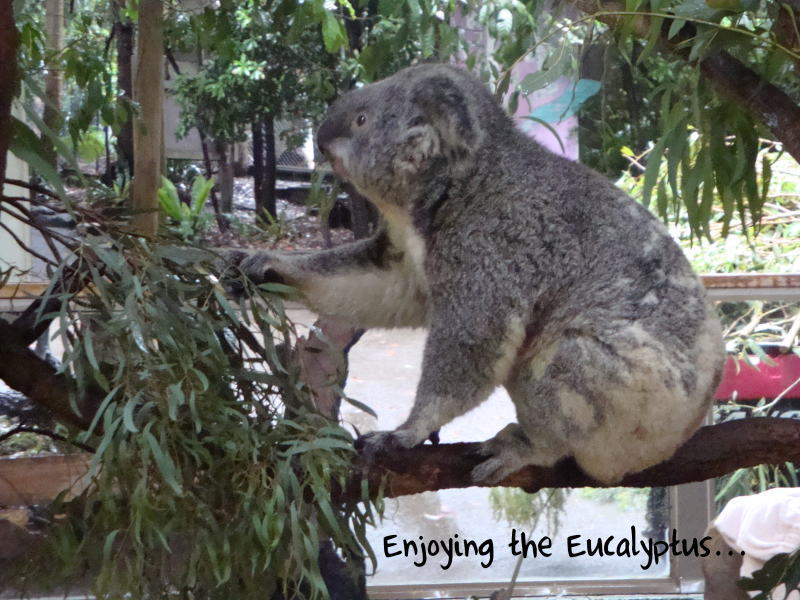 [day3d-Koala.JPG]