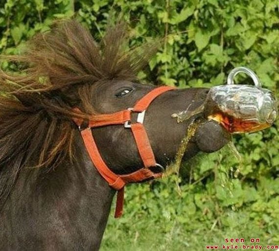 [Drunk-Horse.jpg]