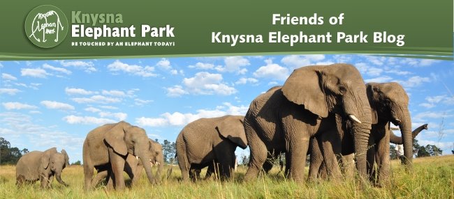 Friends of Knysna Elephant Park