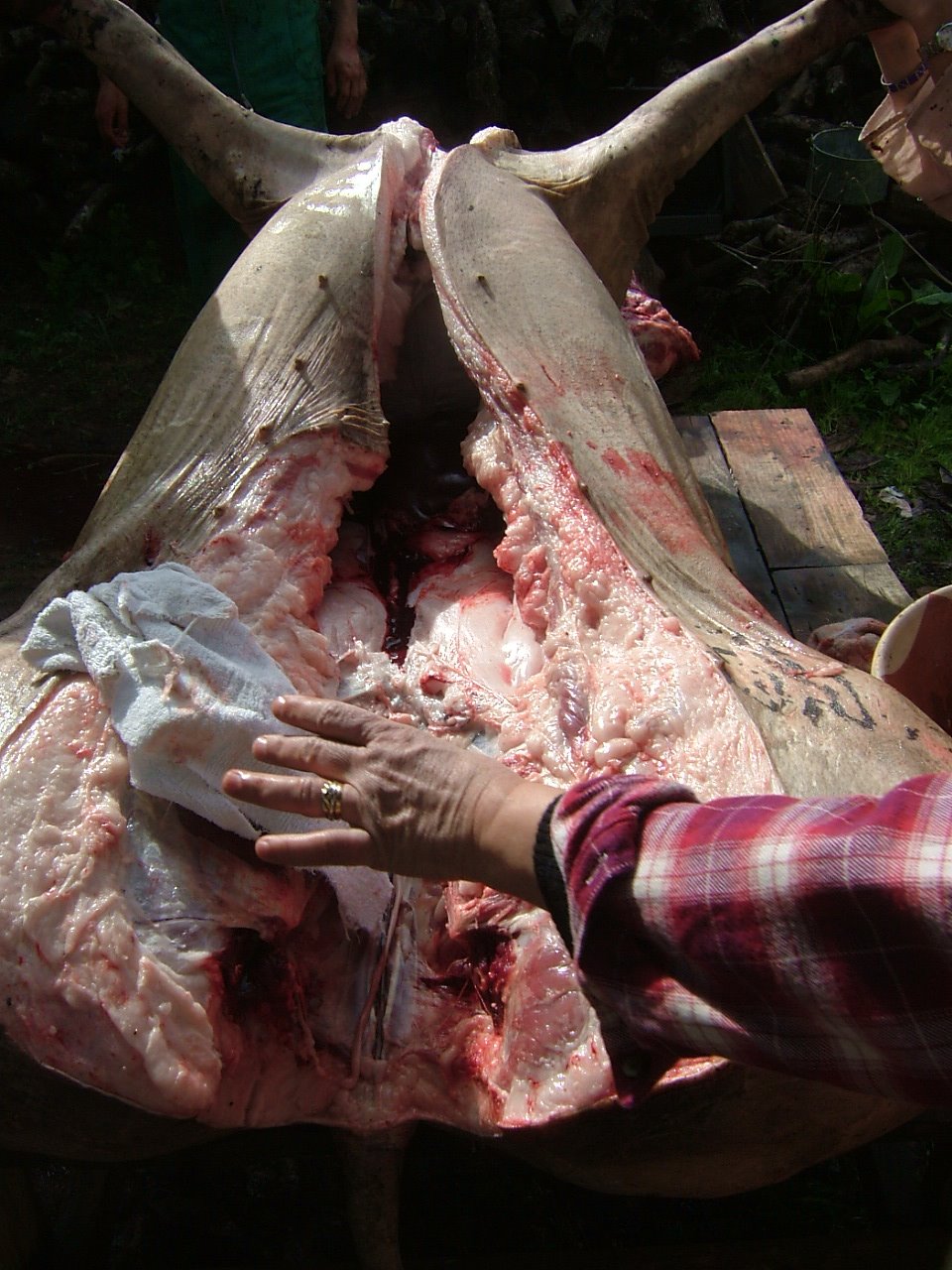 [matança+fev+09+007.jpg]