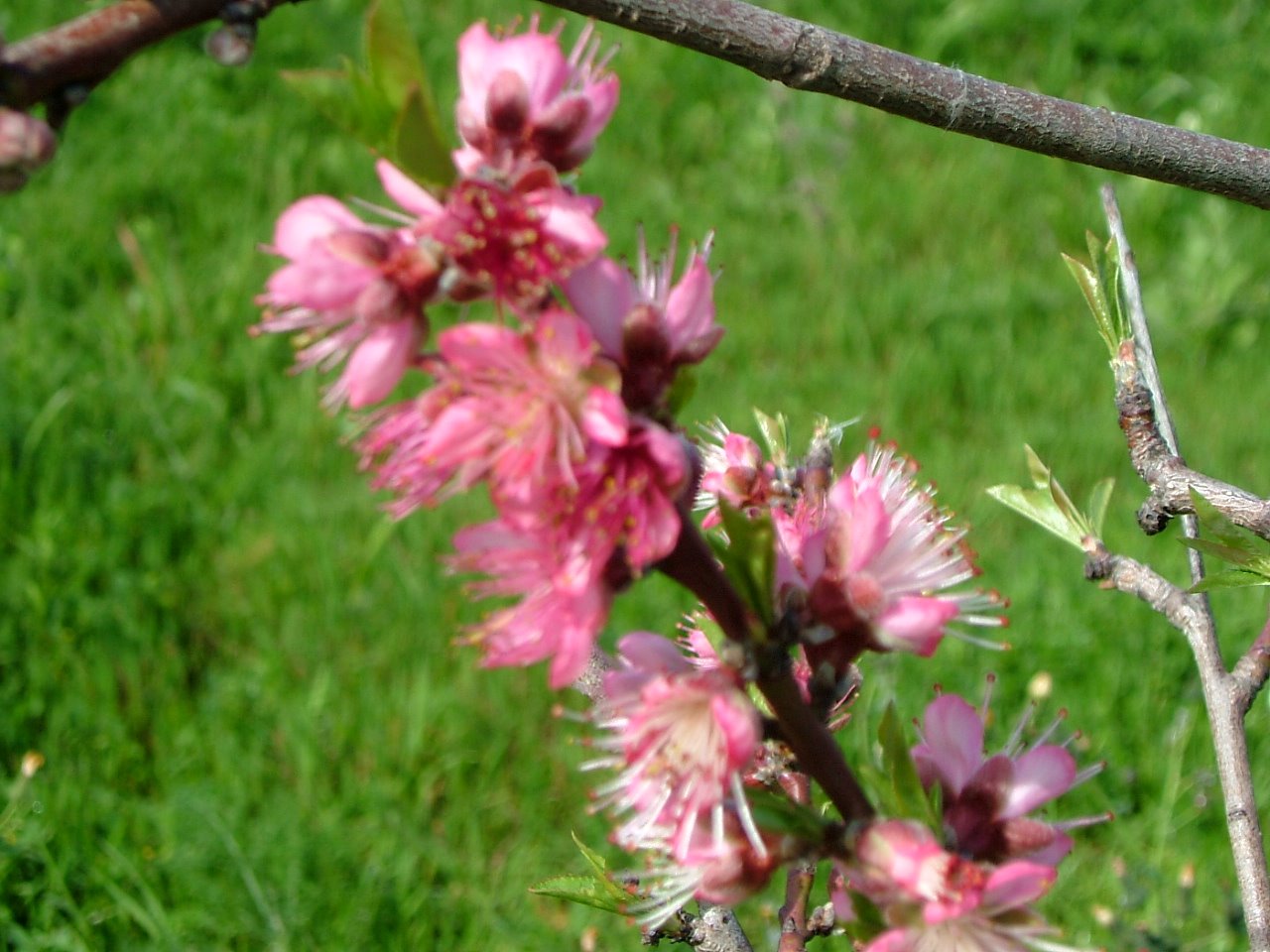 [floresMarço09+014.jpg]