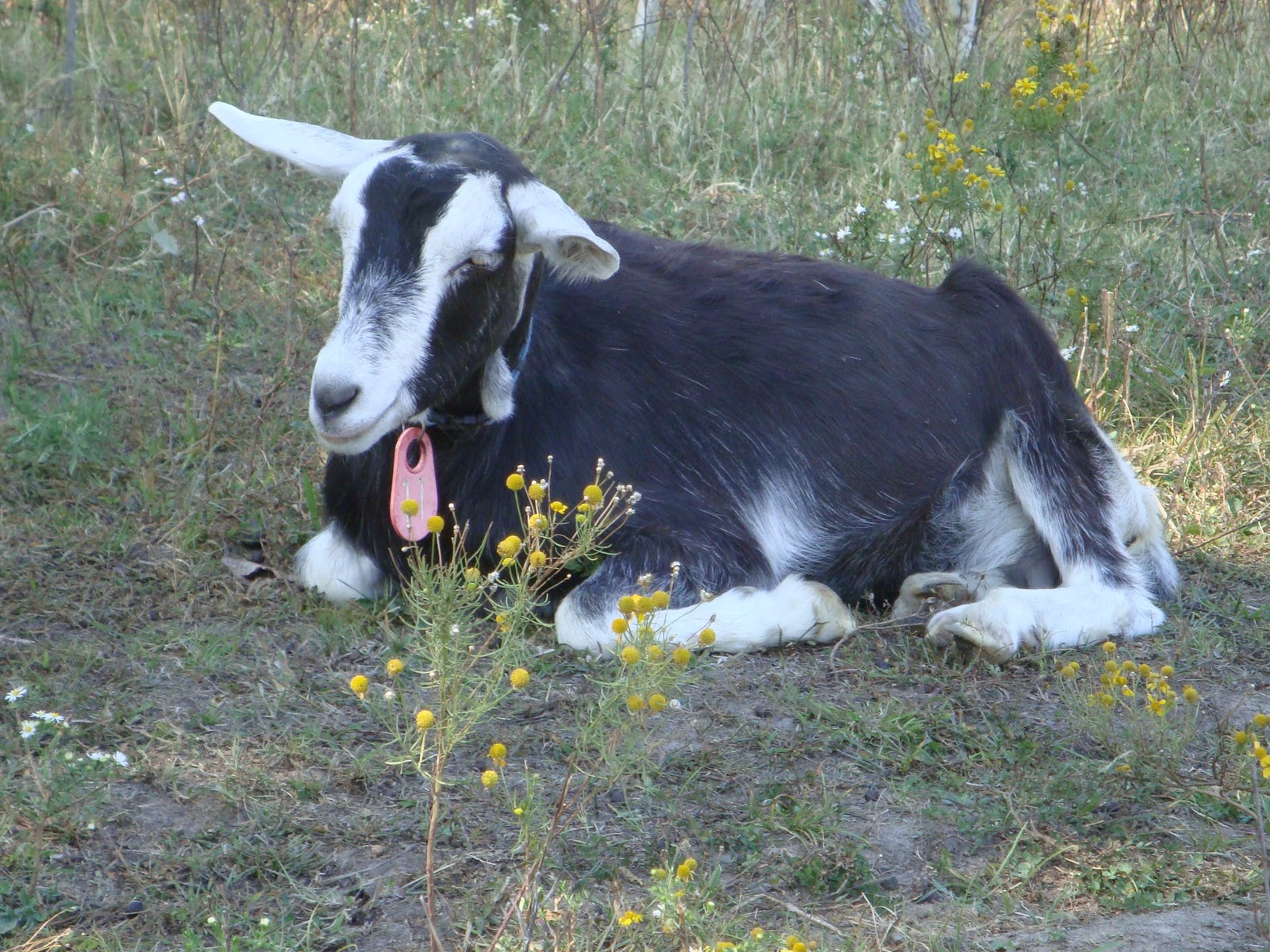 Honey Milk Farms About Saanens & Sables