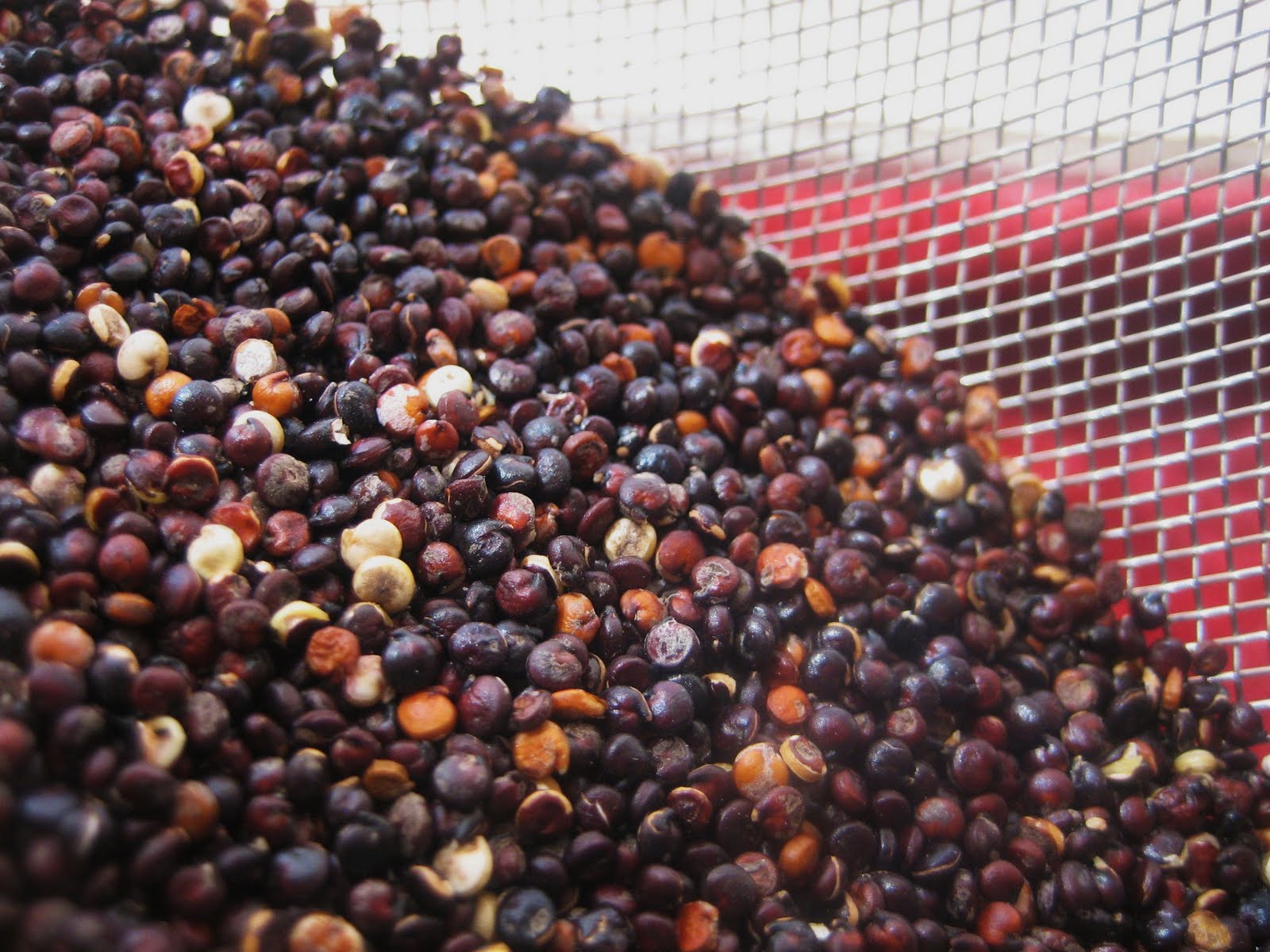 Preparing Wisely Black Quinoa 101how to cook it and where to use it.