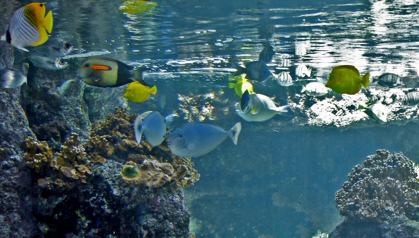 Shutterbugs Capturing the World Around Us It's like shooting fish in a