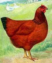 little red hen