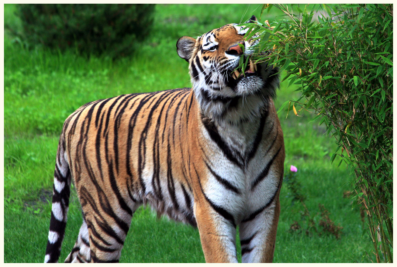 BLOCKwise: die Tiger sind los