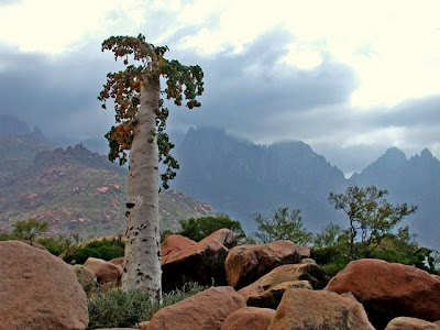 Cucumber_Tree_dendro