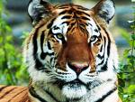 Tiger's Lair