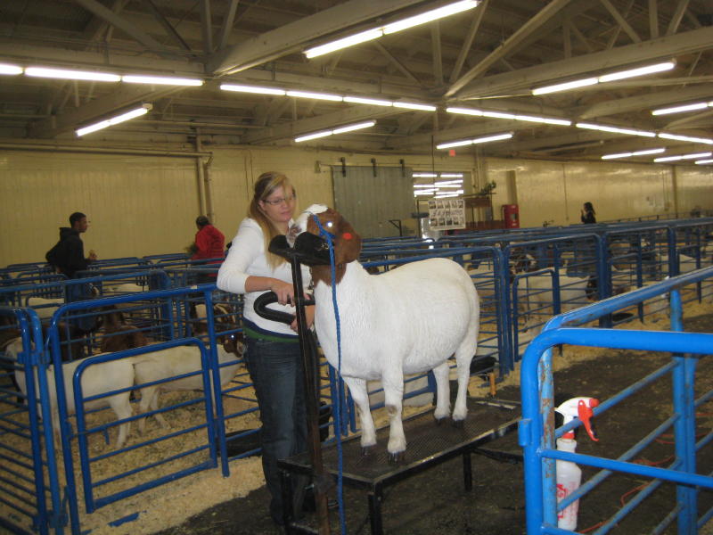 Northern California Angora Guild Boer Goat Show At Grand National