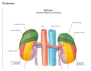 Anatomia: RIÑON POR ANA MARÍA J.