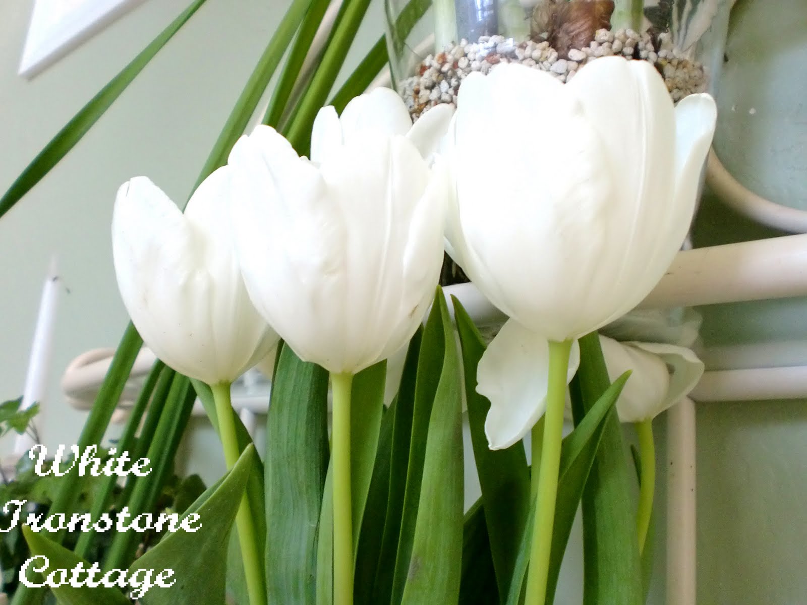 White tulips White Ironstone Cottage