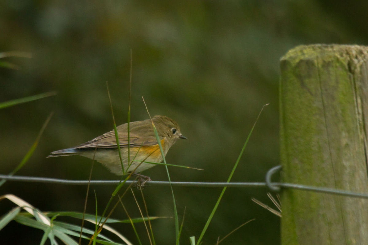 red flanked bluetail song red flanked bluetail song