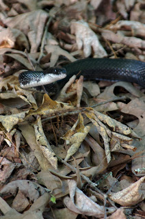 black snake closeup