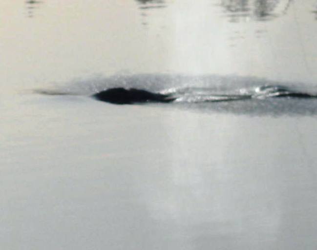 [whale+3202010+close.jpg]