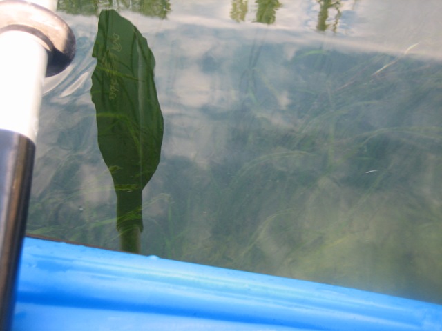 [drifteelgrassshadow.jpg]