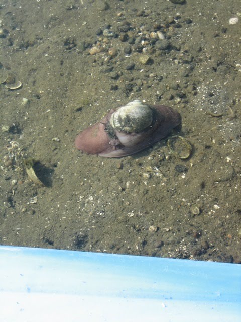 [driftmoonsnail.jpg]