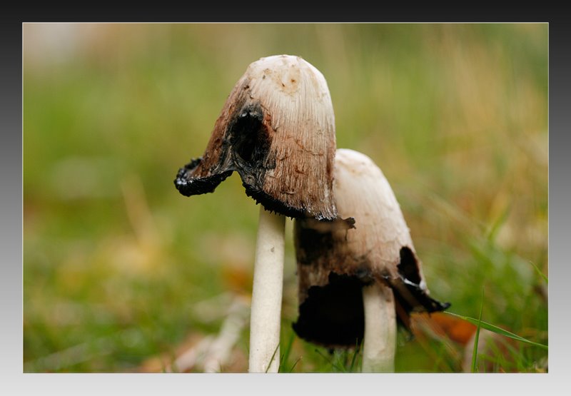 [081002_höstprom_svamp.jpg]