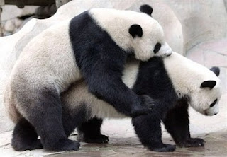 Lin Hui and Chuang Chuang Panda hopeful of baby