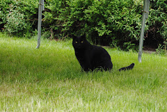 Katten vår, Jerry