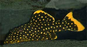 freshwaterfishlover