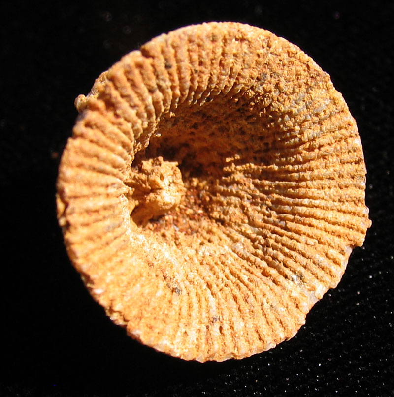Louisville Fossils and Beyond Schlotheimophyllum or Ptychophyllum Horn