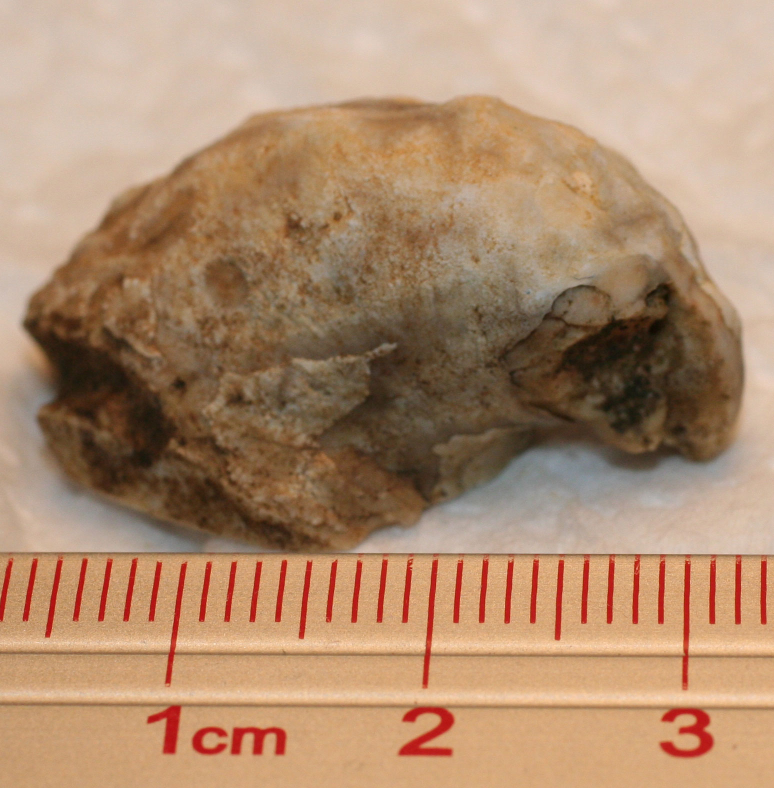 Louisville Fossils and Beyond Platyceras dumosum? Spiny Snail