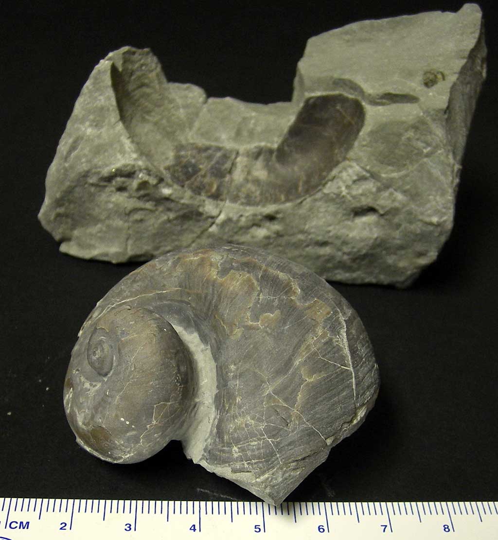 Louisville Fossils and Beyond Platystoma niagarensis Snail Fossil