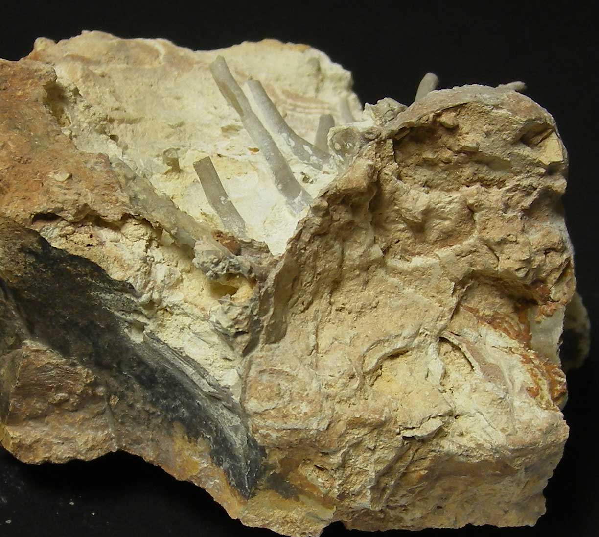 Louisville Fossils and Beyond Platyceras dumosum Snail Fossil