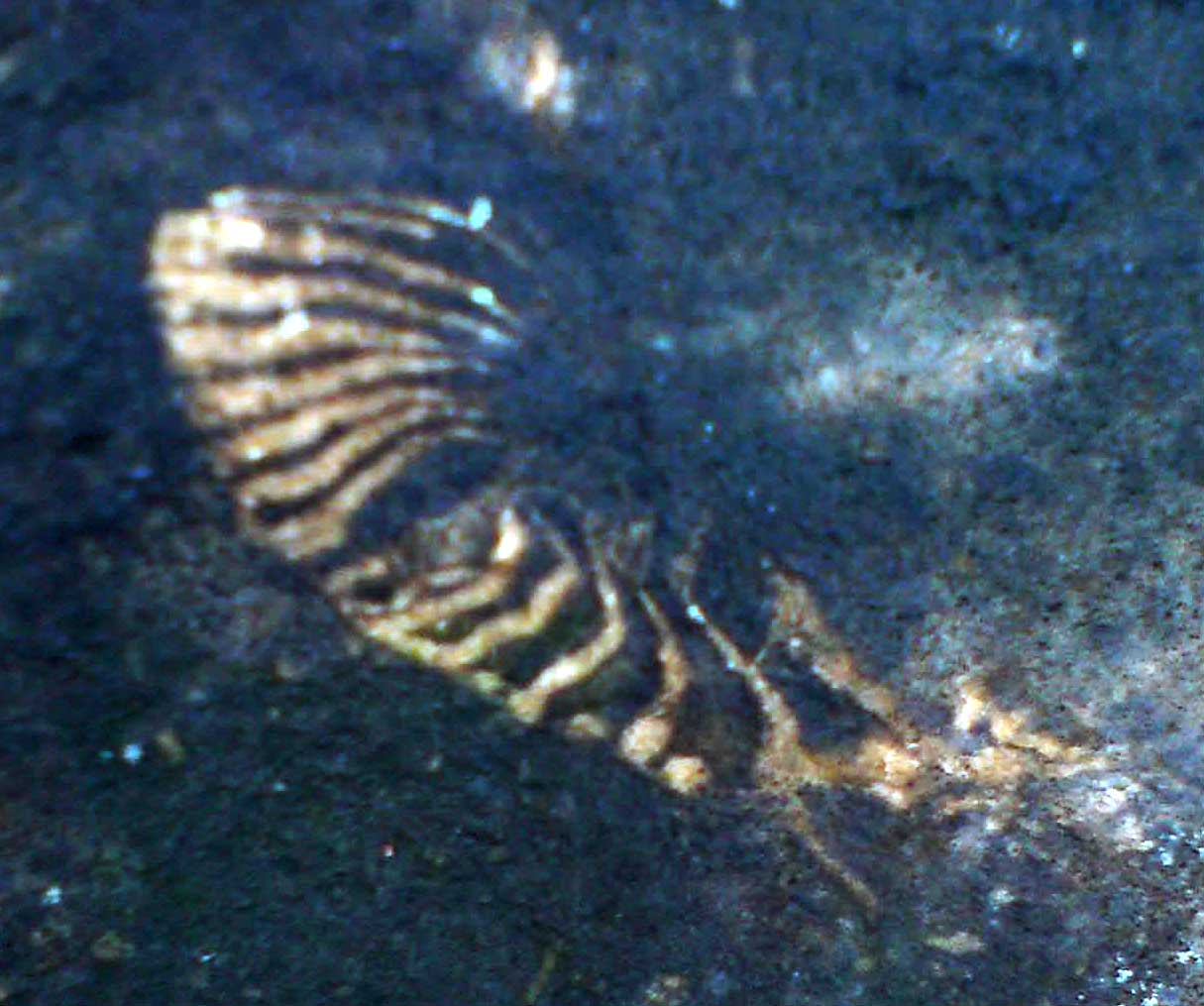 Fossils Emerald Fossils